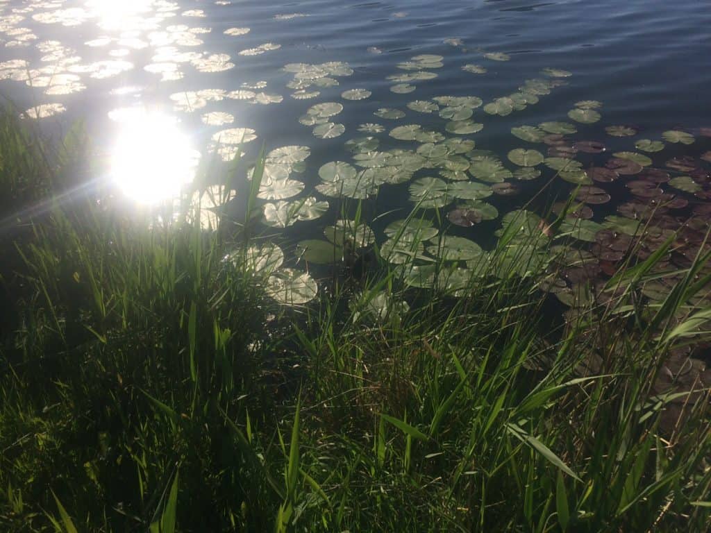 lily pads and sunlight