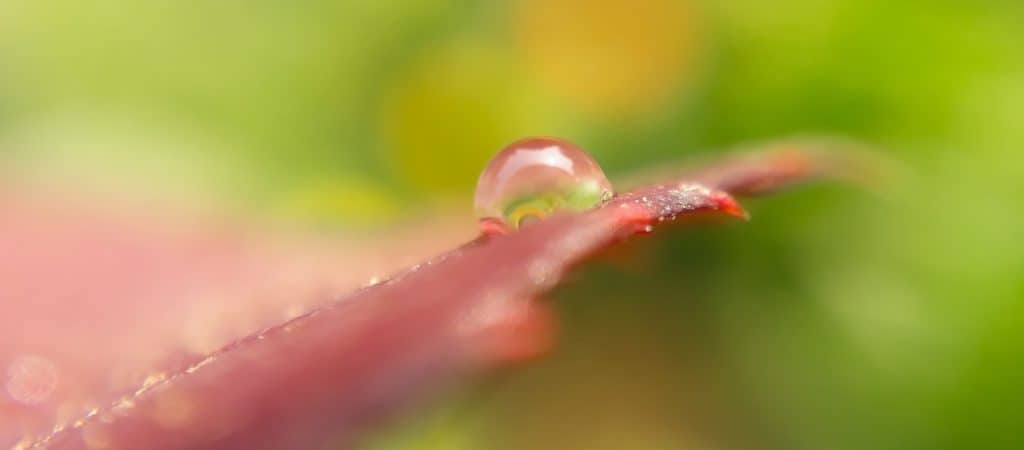dew drop on leaf