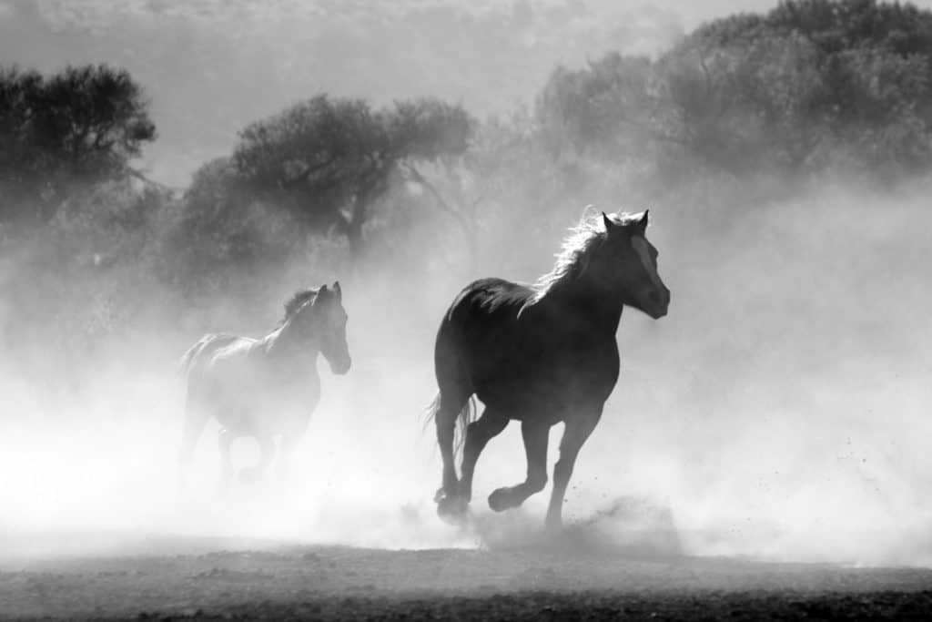 horses in fog