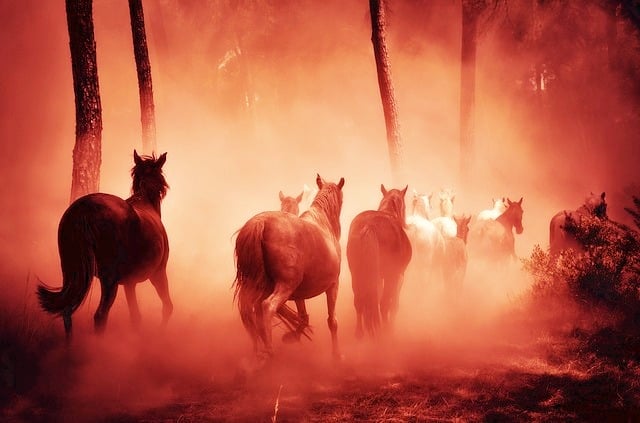 red horses