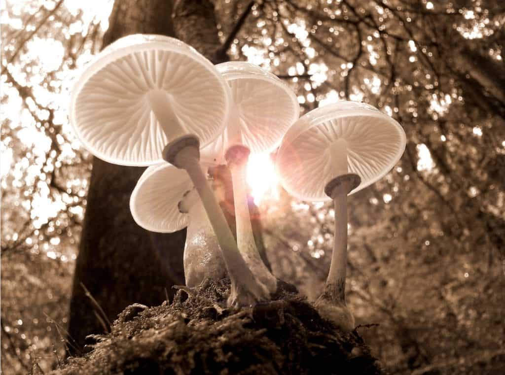 Mushrooms in sunlight in a forest