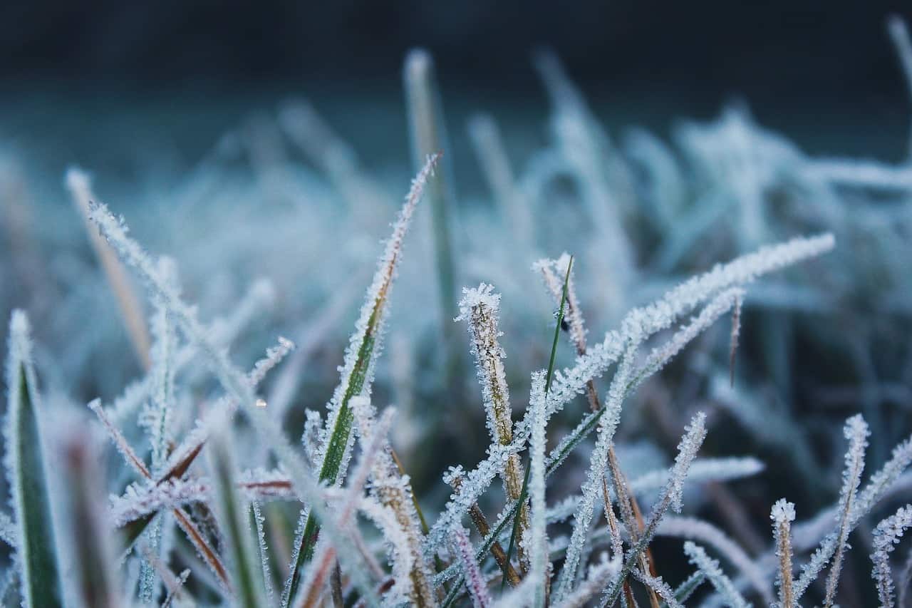 Grass Frost