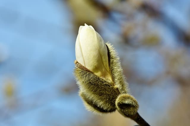 yellow magnolia bud