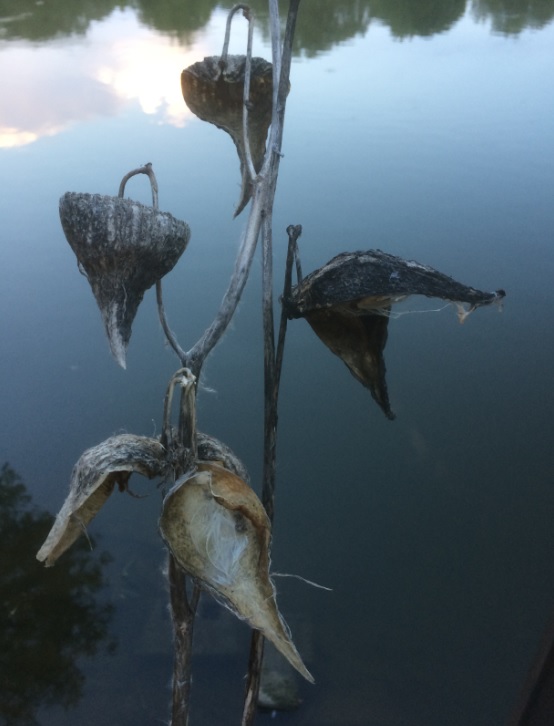 Haiku Contest 2021 - empty milkweed pods at the shoreline